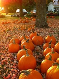 Pumpkins in fall